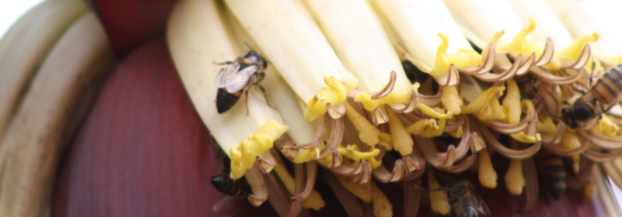 Beekeeping Banner Full small 1500x430